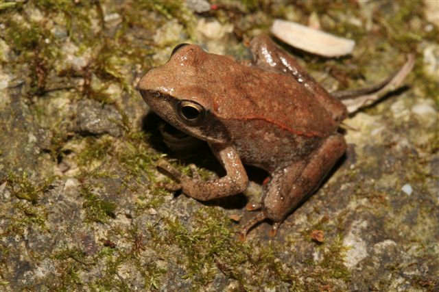 Neometamorfosato arancione da determinare - Rana italica